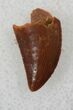 Small Raptor Tooth From Morocco - #26131-1